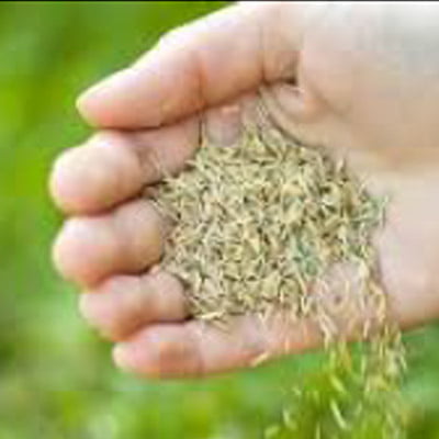 Athletic Sports Turf - Kentucky Bluegrass Blend - Korby Sod Exclusive - Seed $12 Per Pound 6