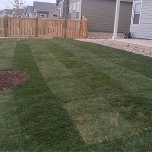 VorTex Sod Hybrid Bluegrass Blend - Korby Sod