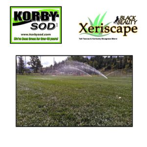 Black Beauty Xeriscape Sod - 80/20 Fescue Blend Prior 2-13-2026
