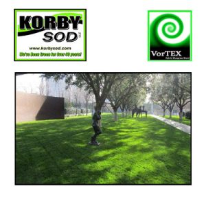 VorTex Sod Hybrid Bluegrass Blend
