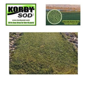 Colorado Native Sod Seed  - Korby Sod Exclusive - Seed $20 Per Pound